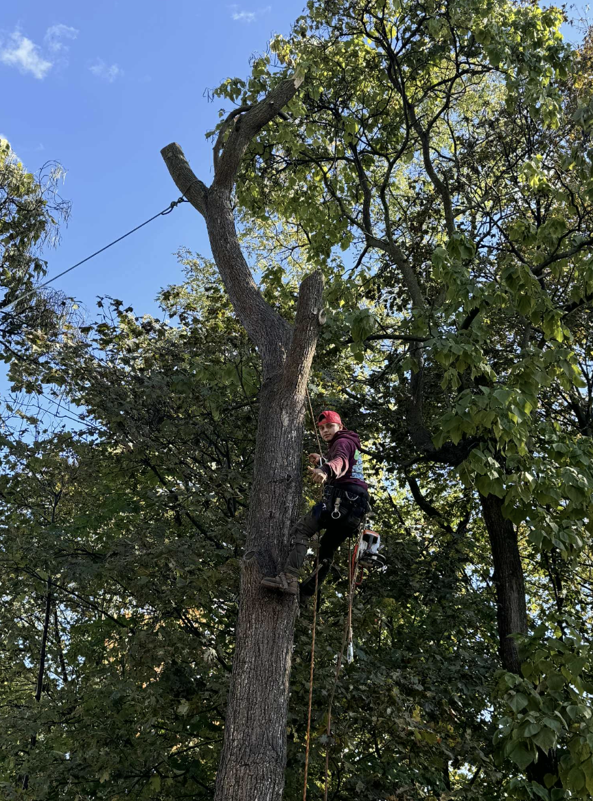 Professional arborist at work